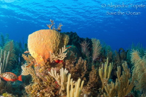 Reef in Paradise, Gardens of the Queen, Cuba by Alejandro Topete 